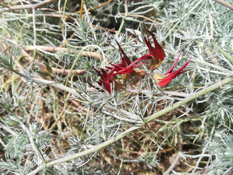 Transición Ecológica establece un huerto semillero experimental de Pico de Paloma en el sur de Tenerife