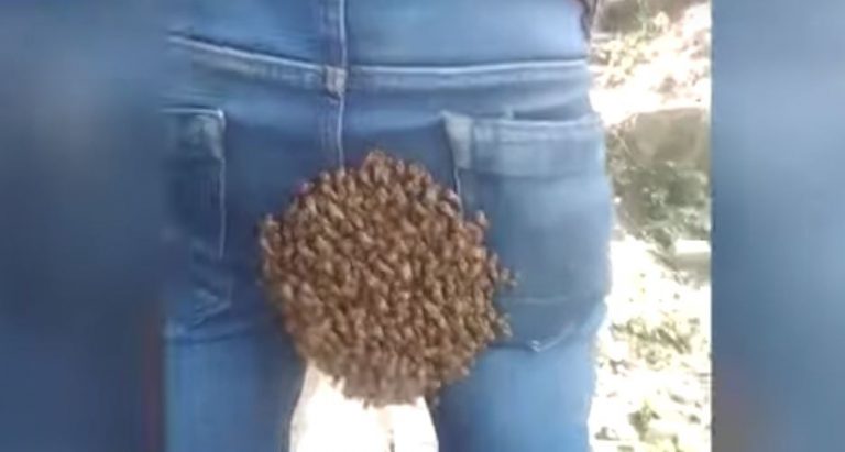 Una colmena de abejas se instala en el vaquero de un joven