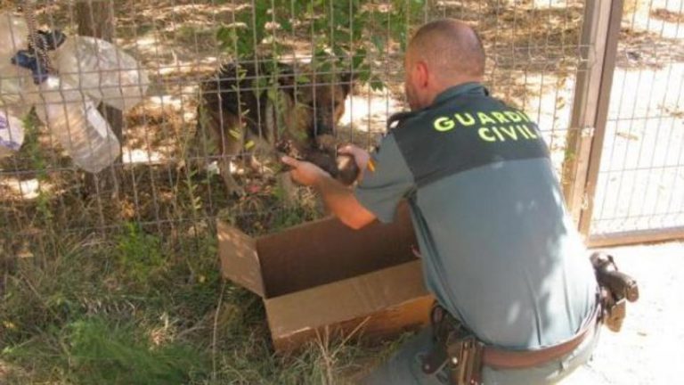 La Guardia Civil rescata seis cachorros de pastor alemán que habían sido enterrados vivos