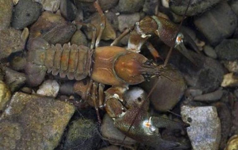 Dos especies invasoras de cangrejos de río en España transmiten la ‘peste del cangrejo’