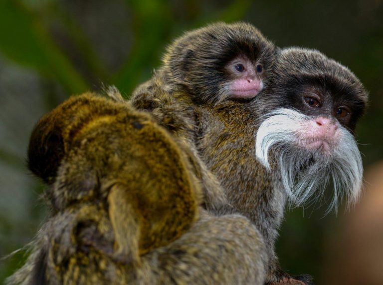 Loro Parque da la bienvenida a dos crías de tití emperador