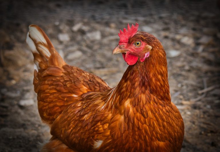 Así es ‘Almas Veganas’, la asociación española que pide separar gallos y gallinas para evitar «violaciones»