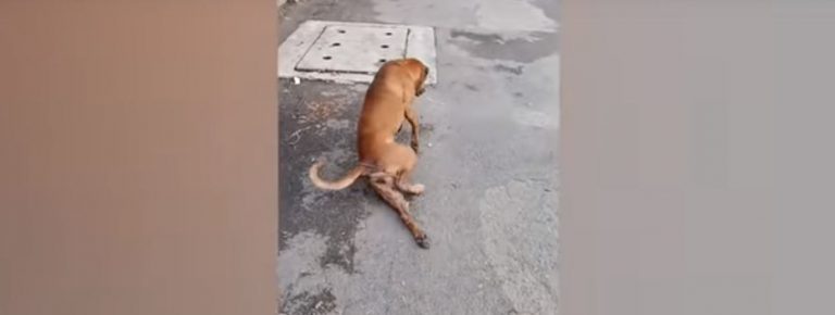 Un perro simula tener la pata rota para dar pena y conseguir comida