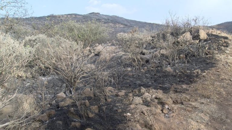 El Ayuntamiento de la Villa de Ingenio canaliza las ayudas tras el incendio de días atrás