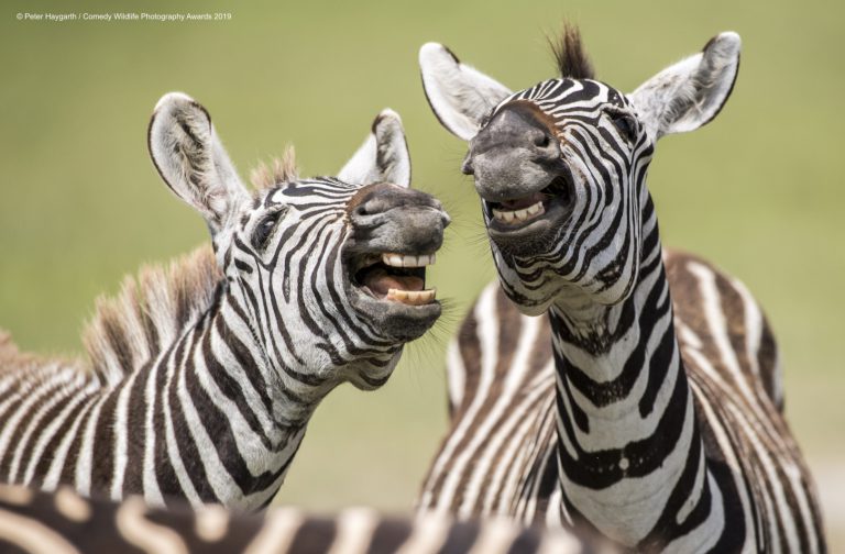 Las divertidas fotos de los ‘Comedy Wildlife Awards 2019’