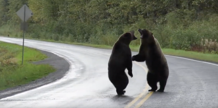 La pelea entre dos osos grizzly que ya acumula más de un millón de visitas