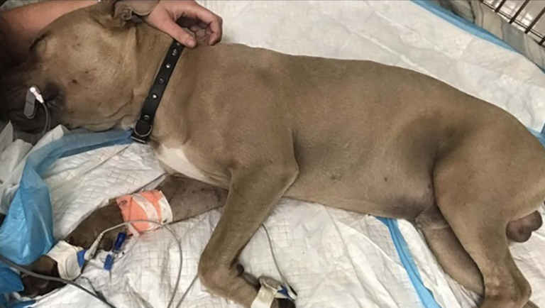 Muere un pit bull tras defender a dos niños del ataque de un serpiente venenosa