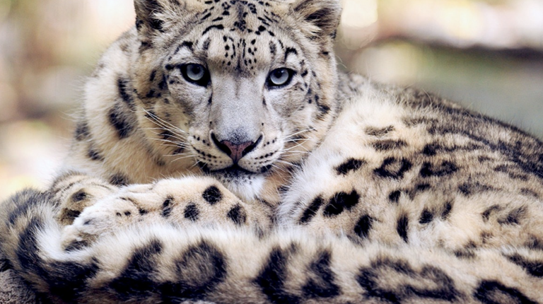 Reto visual: encuentre al leopardo en esta imagen… si puede