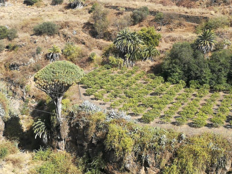 Esparcir semillas de forraje, distribuir comederos y otras acciones sin validación técnica perjudican a la flora y fauna endémica