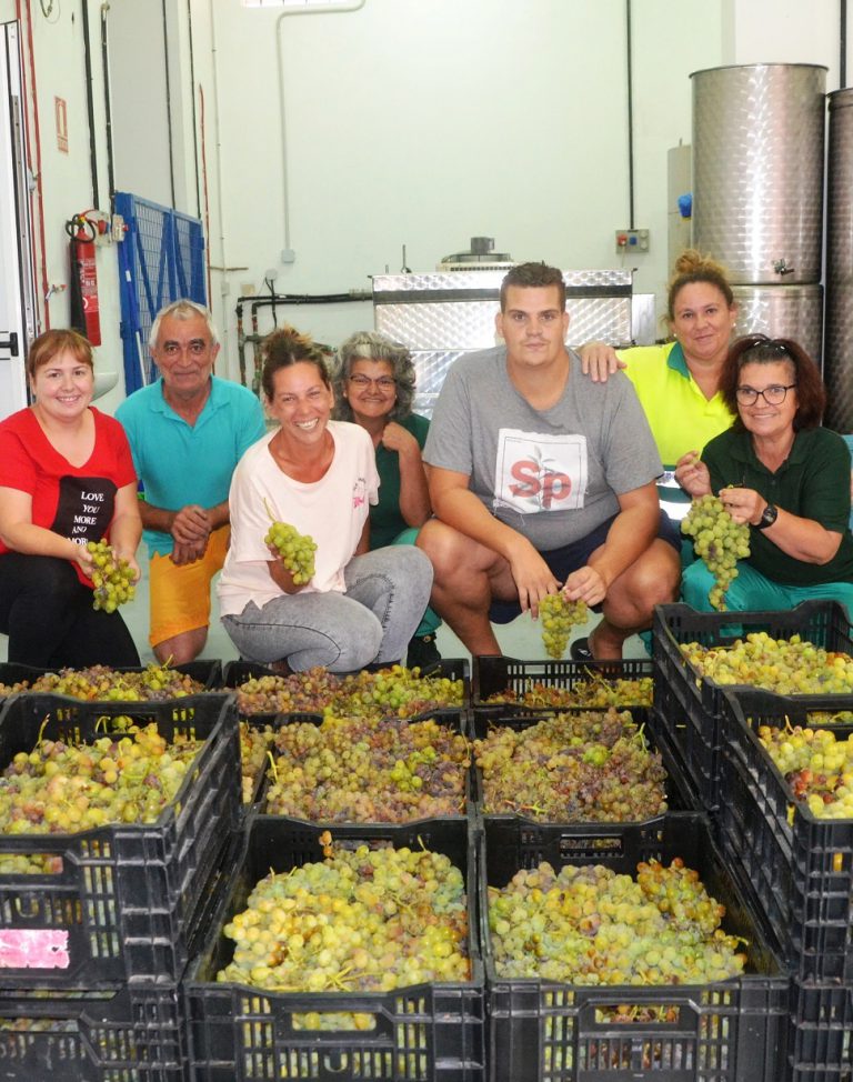 Agüimes cierra la vendimia con la recogida de unos 1300 kilos de uvas, un 70 % menos con respecto a la campaña anterior