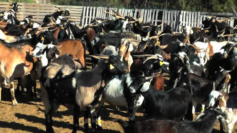 El Ayuntamiento de Telde recuerda que se pueden solicitar las ayudas para las explotaciones agrícolas y ganaderas dañadas por el incendio de Cazadores