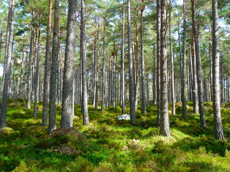 La conservación del medioambiente como eje de trabajo