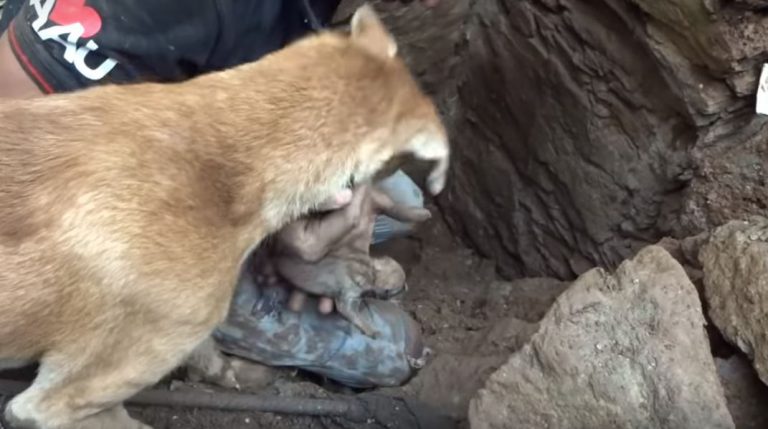 Así alerta una perra a un hombre de que sus cachorros están sepultados bajo los escombros