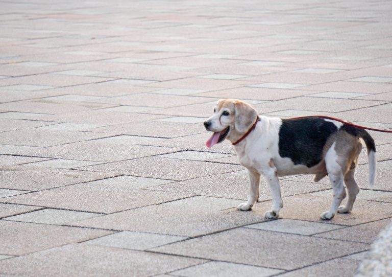 ¿Cómo convertir tu empresa en pet friendly? Llega la primera guía de conciliación