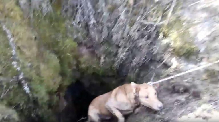 Rescatan a dos perros que quedaron atrapados en una chimenea minera en El Bierzo