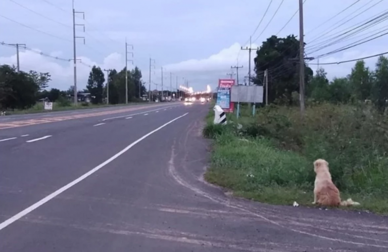 Un perro espera 4 años al borde de una carretera para reencontrarse con sus dueños