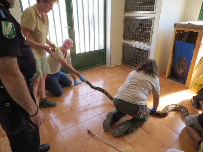 Capturan en Almería a la serpiente más larga del planeta