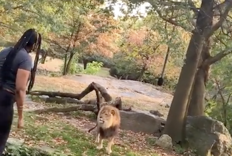 Una mujer se salta la barrera de seguridad de un zoo y se adentra en el recinto de los leones