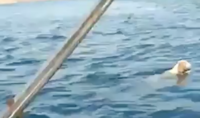 Unos pescadores rescatan a un perro perdido en alta mar