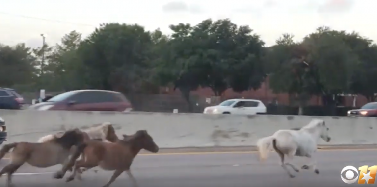 Graban a una manada de caballos y ponis corriendo en libertad por una autopista