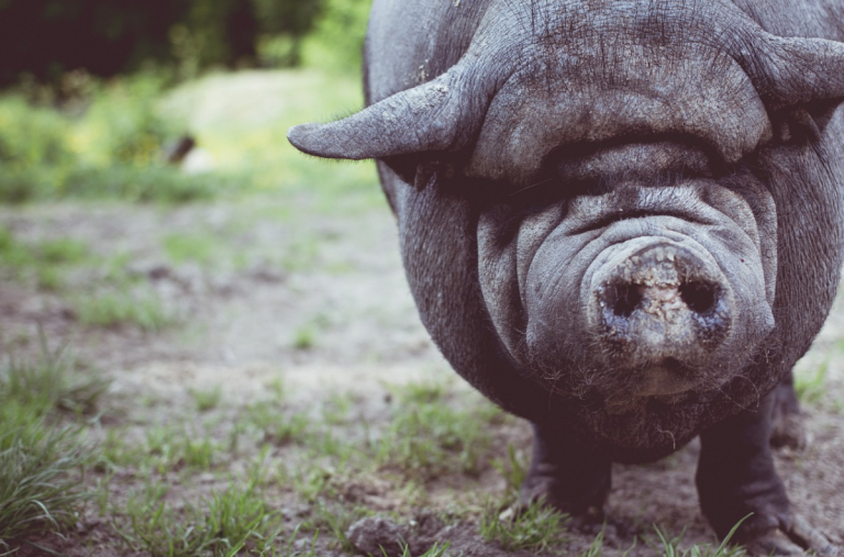 China cría cerdos tan grandes como «osos polares» ante la escasez de carne