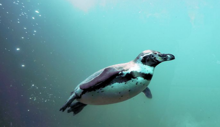 Un pingüino recorre más de 2000 kilómetros nadando por el mar de Tasmania