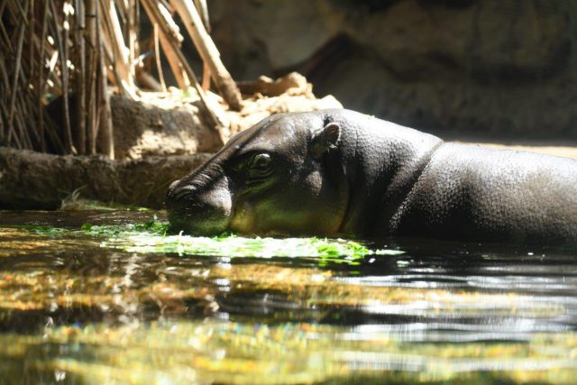 Loro Parque Da La Bienvenida Al Verano 2