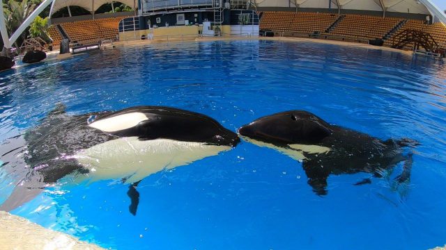 Morgan Y Ula Loro Parque 3