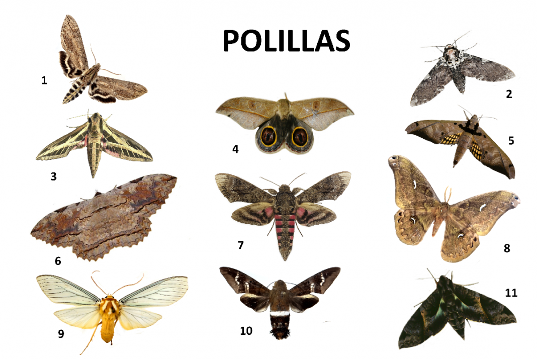 polillas-bichos