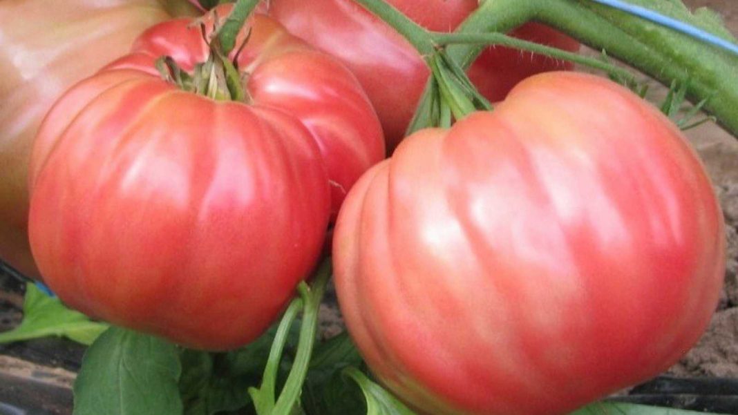 tomate rosa de barbastro