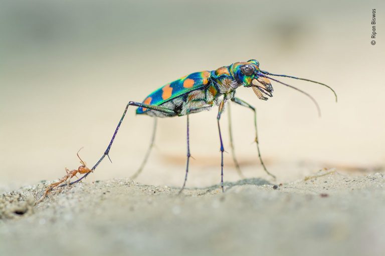 Los insectos desaparecen a un ritmo que «asusta», según un informe