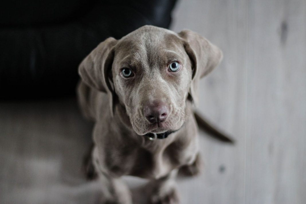 Cómo ayudar a tu perro a que no sufra por los cohetes