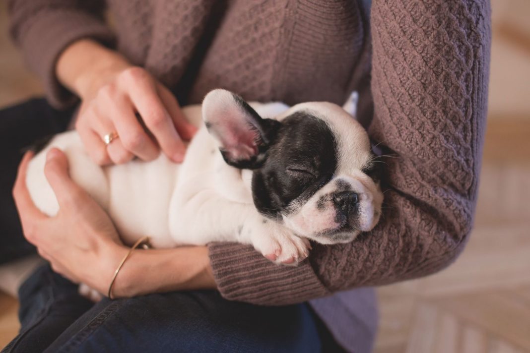 Cómo ayudar a tu perro a que no sufra por los cohetes