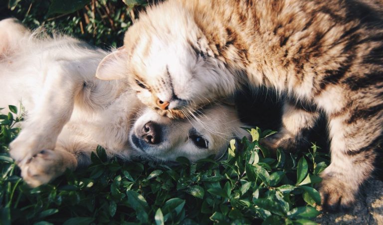 No tienen por qué llevarse mal: el truco para que un perro y un gato se toleren