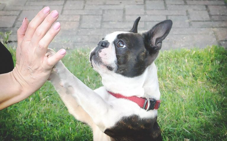 Cómo cortarle las uñas a un perro