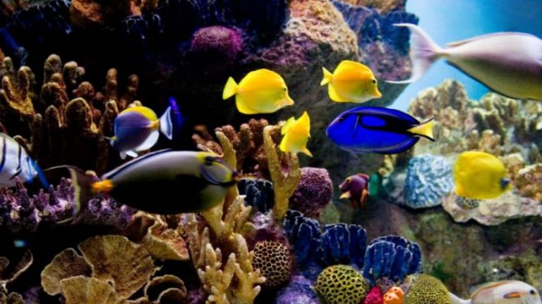 Cómo poner un acuario para peces tropicales