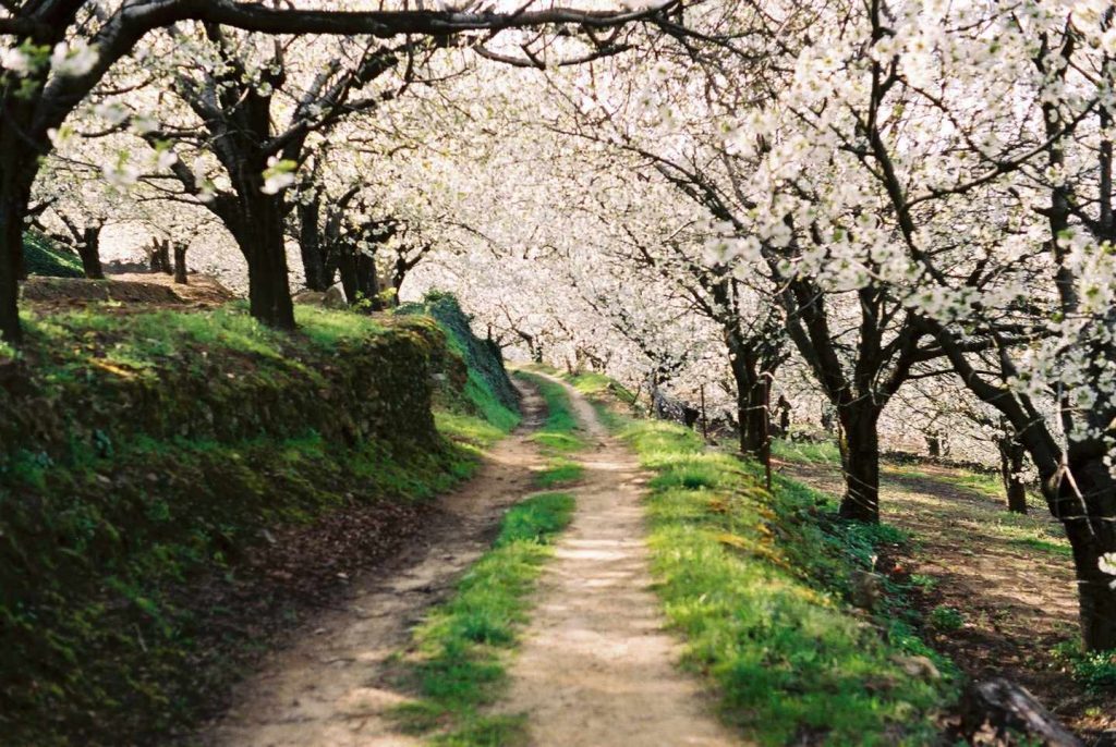 El Valle Del Jerte