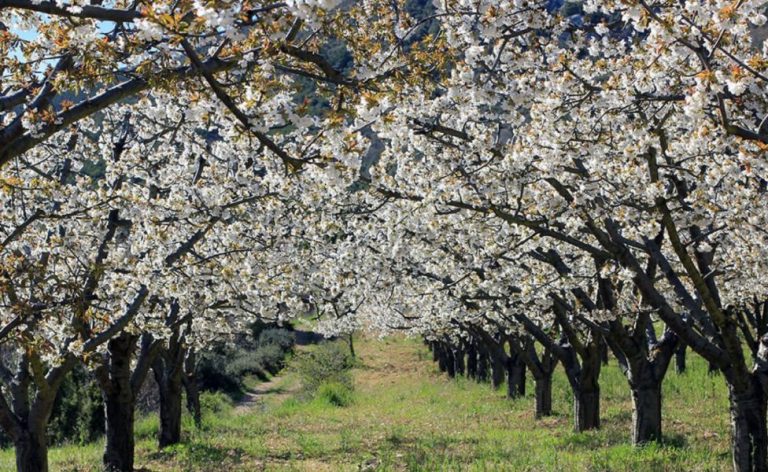 El valle del Jerte y otras zonas de España para disfrutar del espectáculo de los cerezos en flor