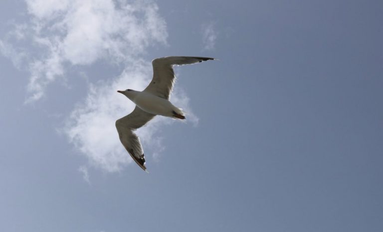 Las gaviotas pueden dispersar malas hierbas a grandes distancias, según estudio