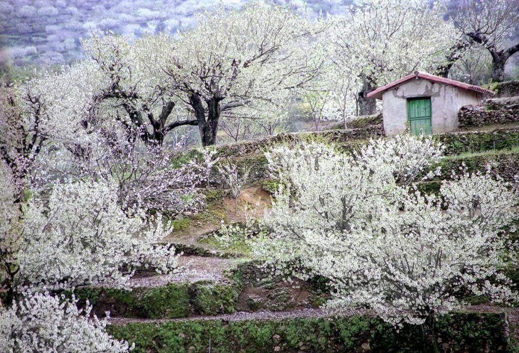 Qué Tiene De Especial El Valle Del Jerte