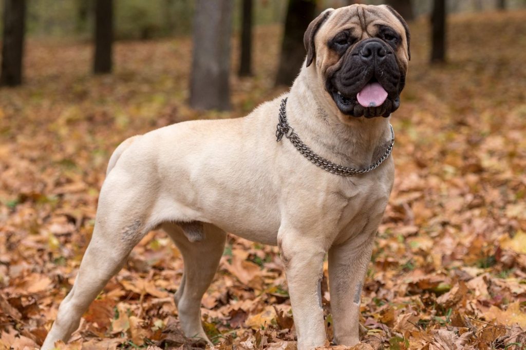 Parecen Caballos: Las Razas De Perros Gigantes Menos Conocidas