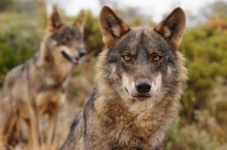 El Parlamento de La Rioja aprueba que el lobo sea especie protegida del LESPRE