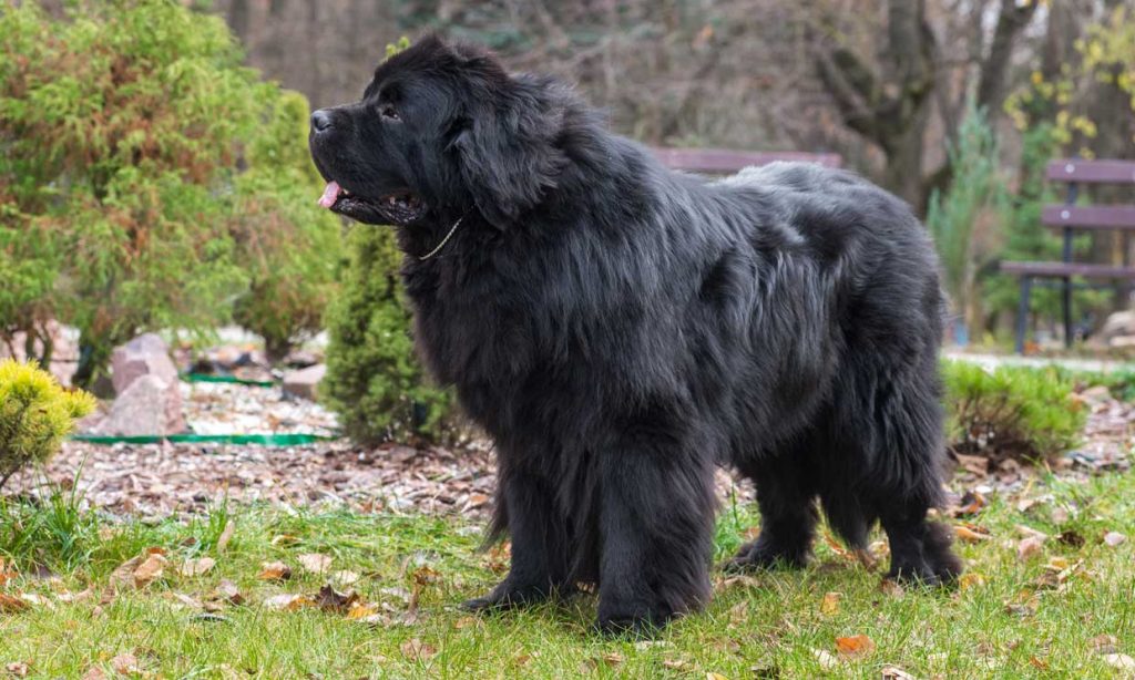 Parecen Caballos: Las Razas De Perros Gigantes Menos Conocidas