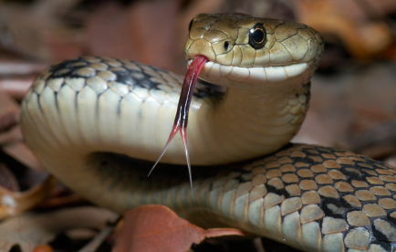 Qué Animal Eres Según La Fecha En La Que Naciste