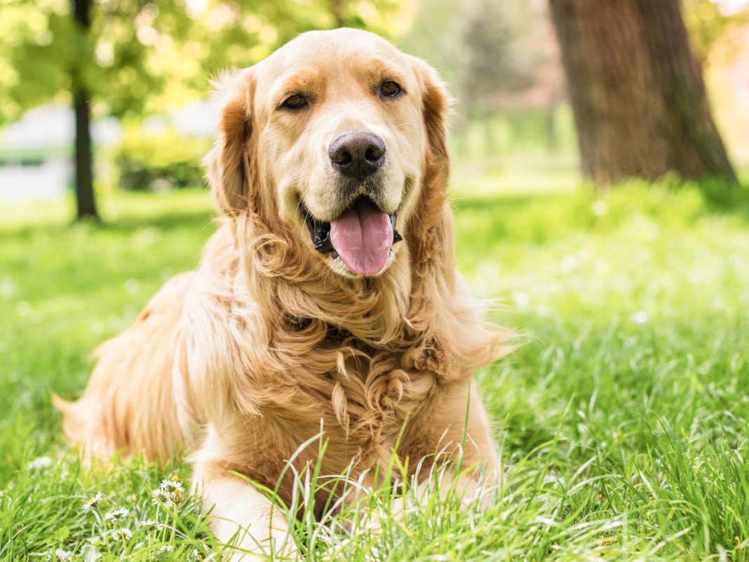 Estas son las enfermedades que puede transmitirte tu perro