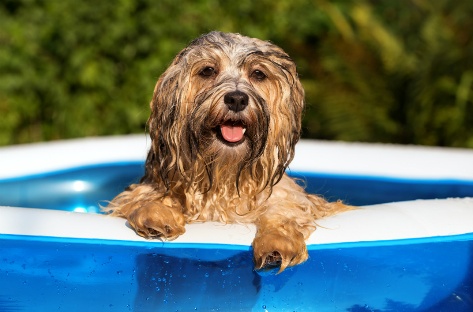 Tenga En Cuenta Que El Agua Puede Gustar Al Perro Pero No Mucho Para El Gato