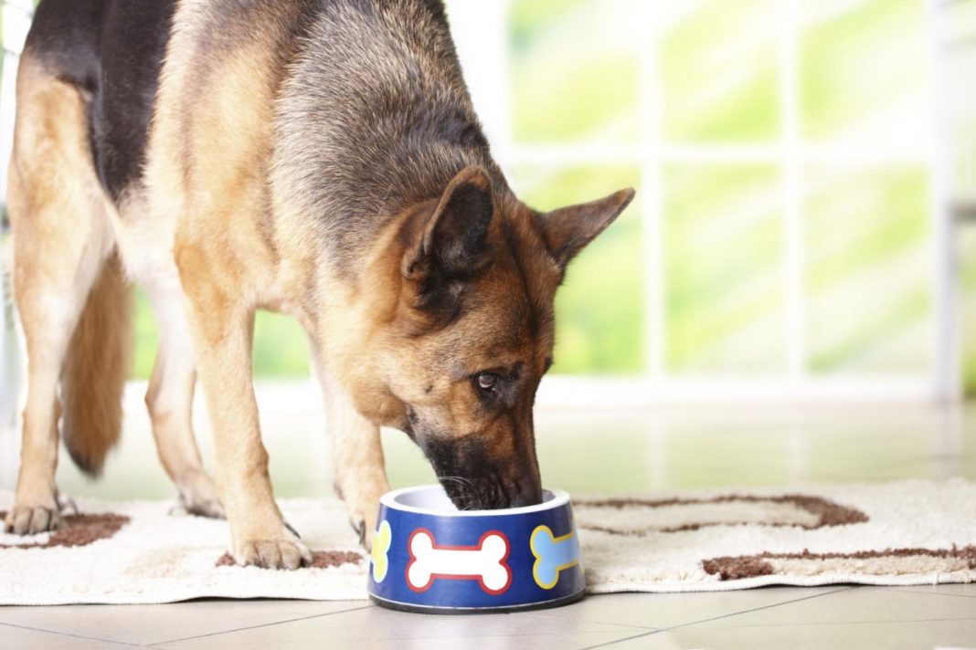 Las cosas que nunca deberías hacer si tienes un perro