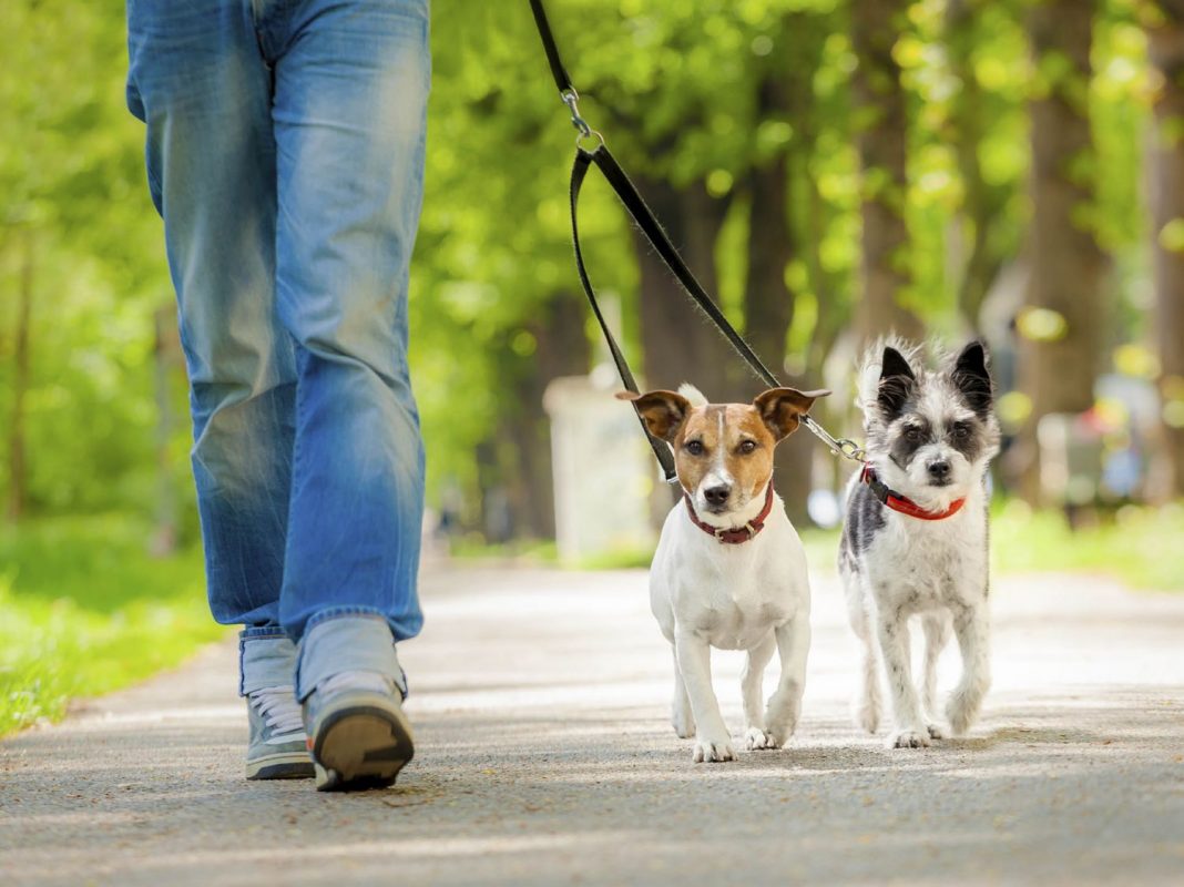 Paseo de dos perros