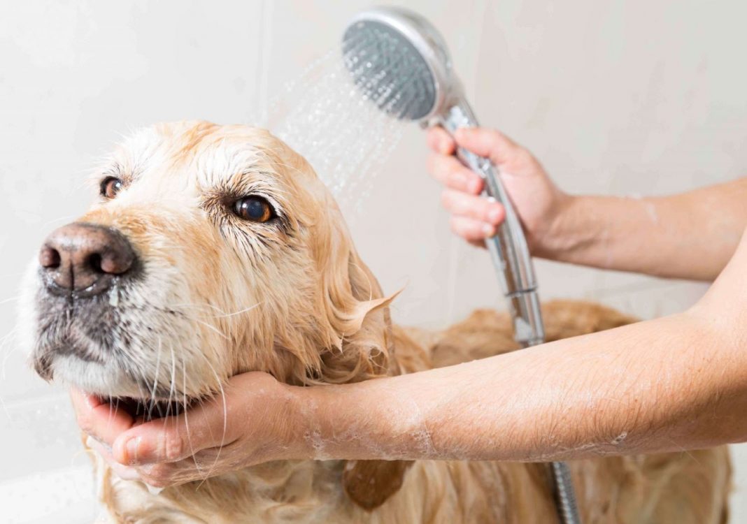 baño de perro