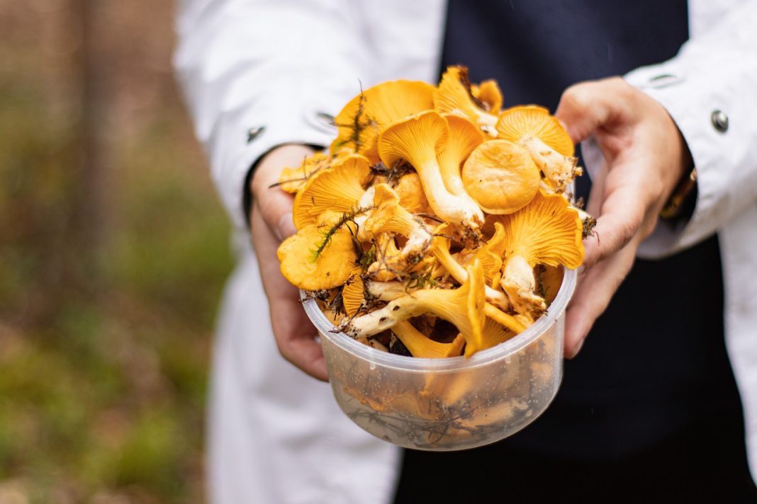 Garbanzos con setas: el plato ‘gourmet’ que más apetece en otoño